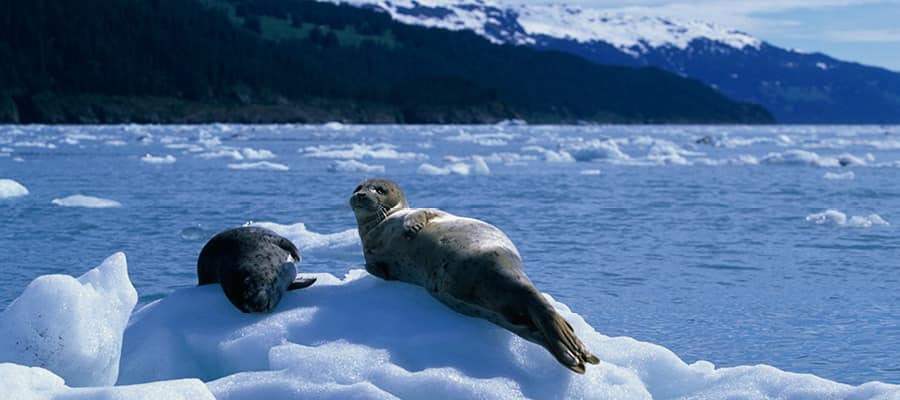 Observa a las focas de puerto y otras especies en el estrecho Prince William.